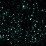 glow worms2