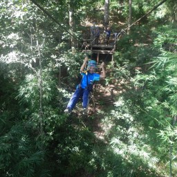 Zipping through the trees