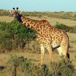 Five Things We’ve Learned Pursuing the Big Five on Safari